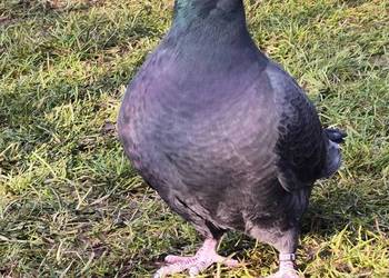 Gołębie ozdobne - Show Racery