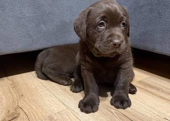 Pieski i suczki Labradora Retriever czarne, czekoladowe i biszkoptowe