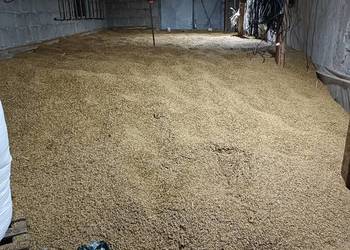 Sprzedam owies suchy ładny