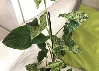Syngonium Mottled Mojito