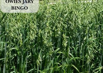 Materiał siewny kwalifikowany C1 owies jary Bingo