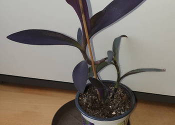 Setkrezja purpurowa. wysokość 28cm, roślina rosnąca