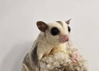 Lotopałanka Karłowata samce i samice