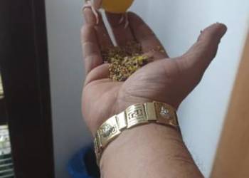 Sprzedam mondrolotka ręcznie karmioną gada Sprzedam mondrolotka ręcznie karmioną gada