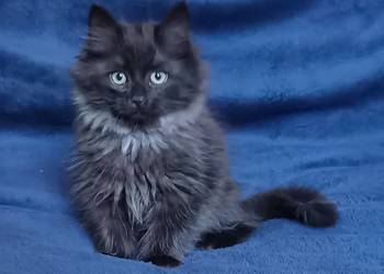 Koty Syberyjskie - LUKSUS ZKolakowegoDomu*PL