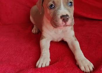 Amstaff Szczeniaki Amstaff Szczeniaki