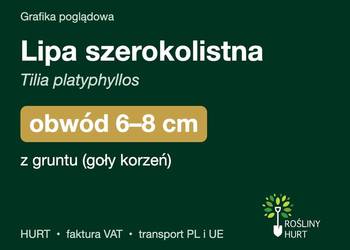 Lipa szerokolistna (Tilia platyphyllos) obwód 6-8 cm, z gruntu – HURT