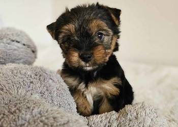 Piesek Yorkshire Terrier Z Wyprawka Chip