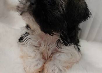Śliczną malutka suczka shih tzu