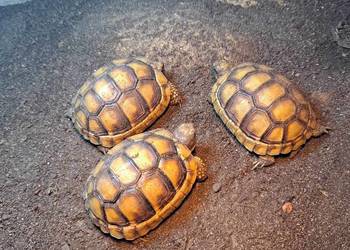 Żółw Obrzeżony .