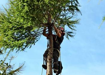 Przycinanie drzew, pielęgnacja drzew, wycinka, Warszawa i okolice, TANIO