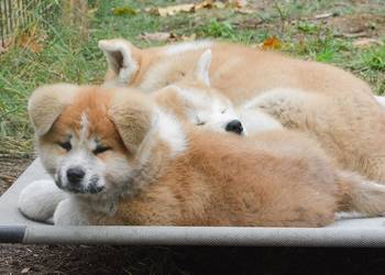 Akita inu-aqkita japońska czerwone szczenięta ZKP/FCI