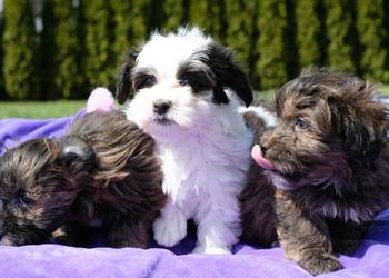 Do odbioru Suczka piesek Hawańczyk po Championach FCI  ZKwP