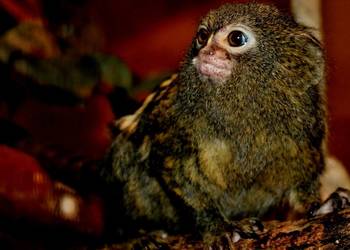 Pigmejka Karłowata (Cebuella pygmaea) MŁODE - najmniejsza małpka świata