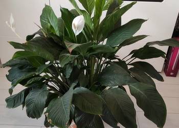 Skrzydłokwiat . Spathiphyllum