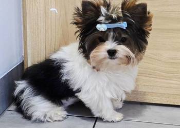 Cudowny malutki piesek 100% BIEWER York Do odbioru Yorki
