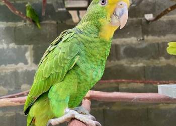 Amazonki oratrix, Park Papug Kraków