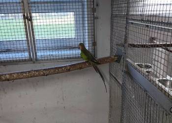 Księżniczki walii młode 24/25 lub całe stado