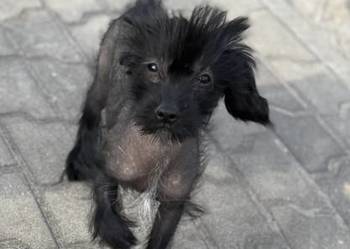 Grzywacz chiński xolo łysy łysy nagi