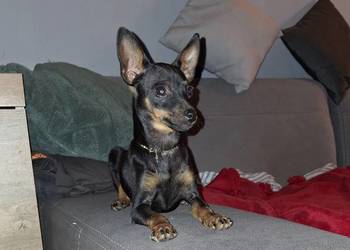 Sunia pinczer ratlerek miniaturka