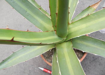 Agawa czerwieniejąca w Meksyku - agave kerchovei - mrozoodporność do -12°C