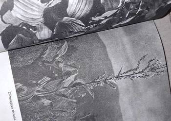 II wydanie botaniczno - entomologiczne PWWP 1987, nakład 1300