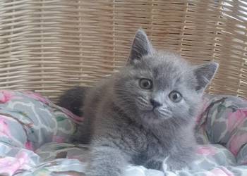 Kocurek Szkocki niebieski prostouchy