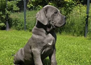 Szczeniaki Cane Corso ZKwP (FCI)