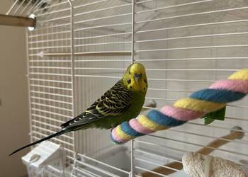 samiec papużki falistej