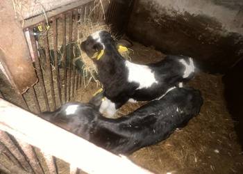 Cielaki 2x 2 parki ( byczek i jałówka) sprzedam w całości