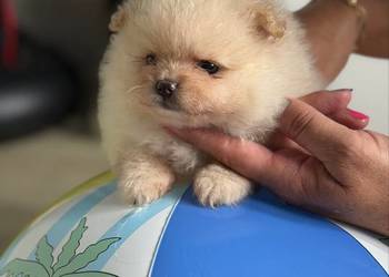 Szpic miniaturowy pomeranian dziewczynka