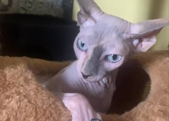 Sfinks Kanadyjski. Do odbioru koteczka. Rodowód