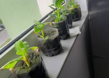 5 kwiatków bananowca