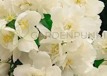 Jaśminowiec philadelphus różne odmiany