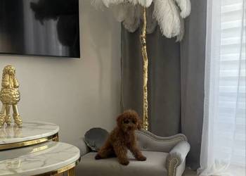 Duże legowisko kanapa sofa posłanie glamour