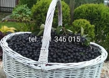 Aronia Wysłka kurierem DPD
