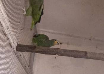 Amazonki kuriki (modrobrewe) pary 23r I 22r