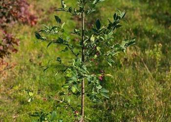 Trzmielina pospolita (Euonymus europaeus) 50-70 cm, donica 2 l