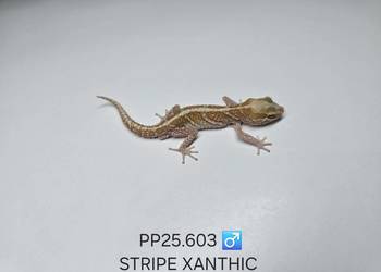 Gekon madagaskarski P.picta