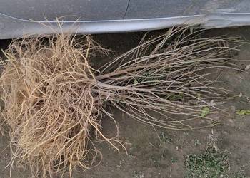 Morwa czarna białą wysyłka