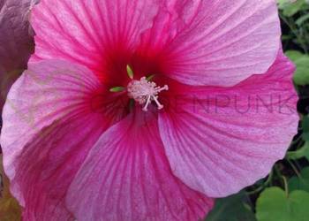 Hibiscus Bagienny Bylinowy XXL Hibiskus GIGANTYCZNE KWIATY