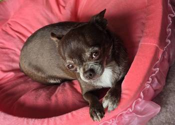 Chihuahua czekoladowa dorosła
