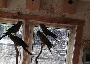 Sprzedam Konury Patagońskie