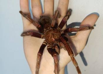 Pamphobeteus mascara