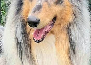 Owczarek szkocki Collie - suczka