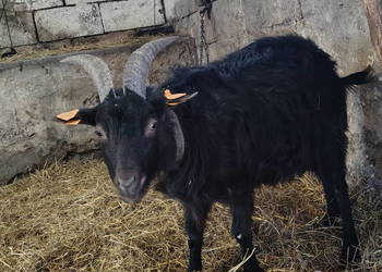 Mam do sprzedania kozy kazimierzowskie dwie samice i samca