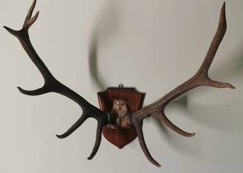 poroże jelenia na desce