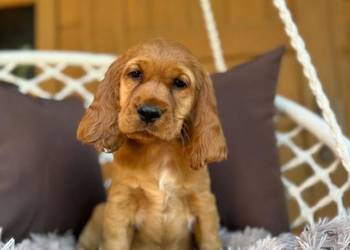 Cudowna mocno złota sunia Cocker Spaniel Angielski z 4-pokoleniowy rodowód