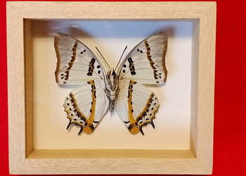 Motyl w ramce 12 x 12 cm. Polyura nepenthes