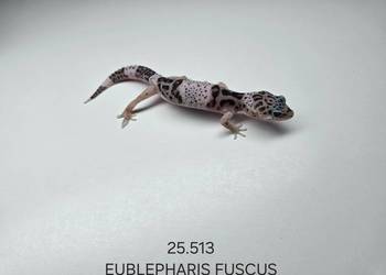 Eublepharis fuscus (gekon)